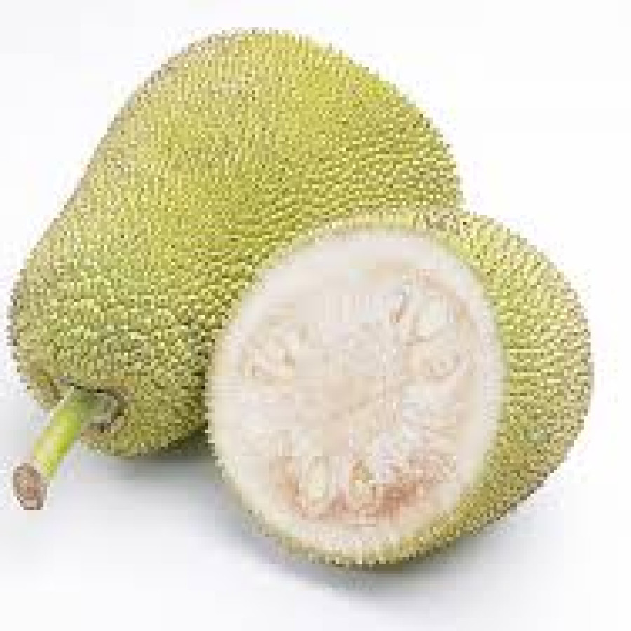 Nangka Muda