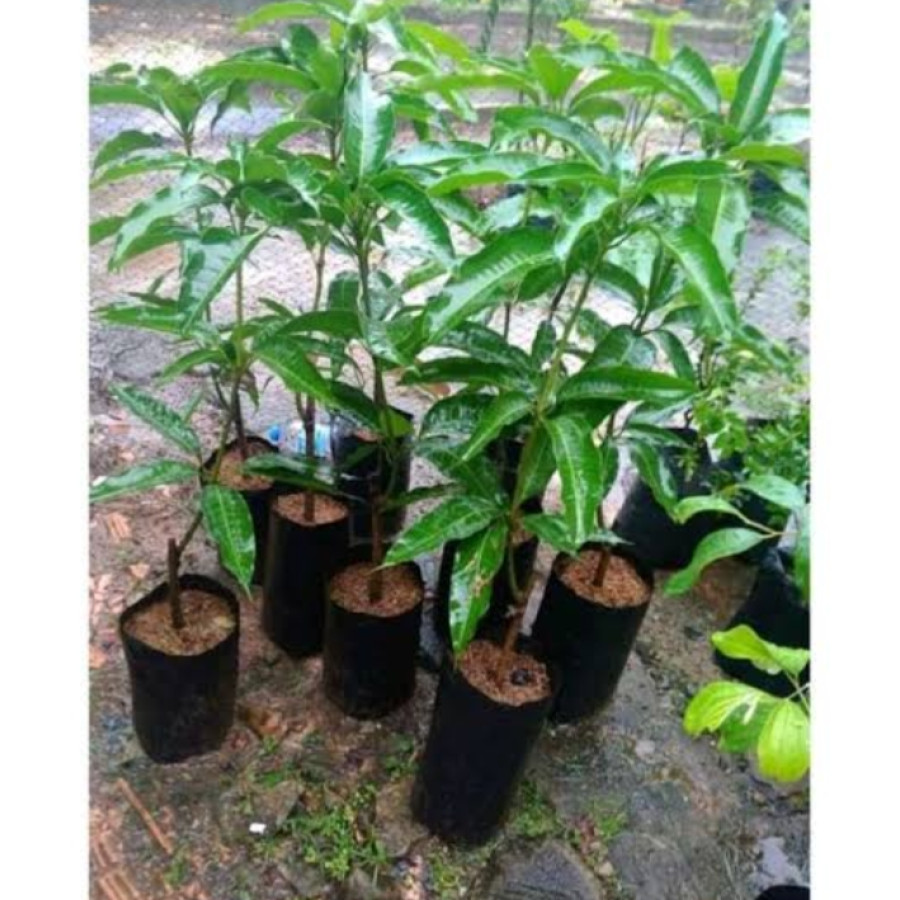 Bibit Mangga Gadung
