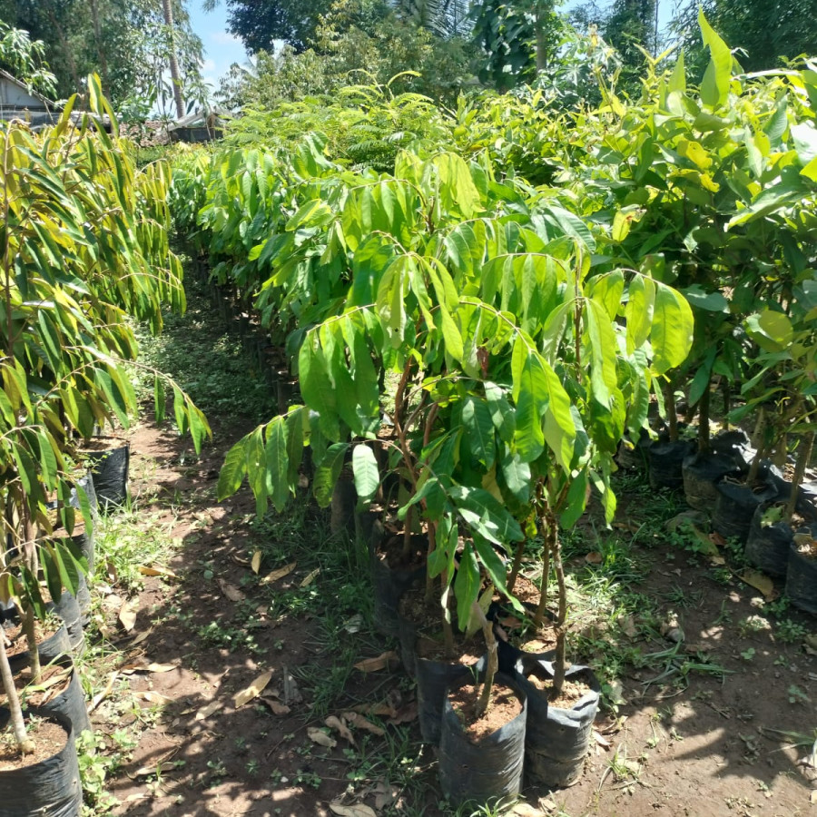 Bibit Kelengkeng Kateki - depan