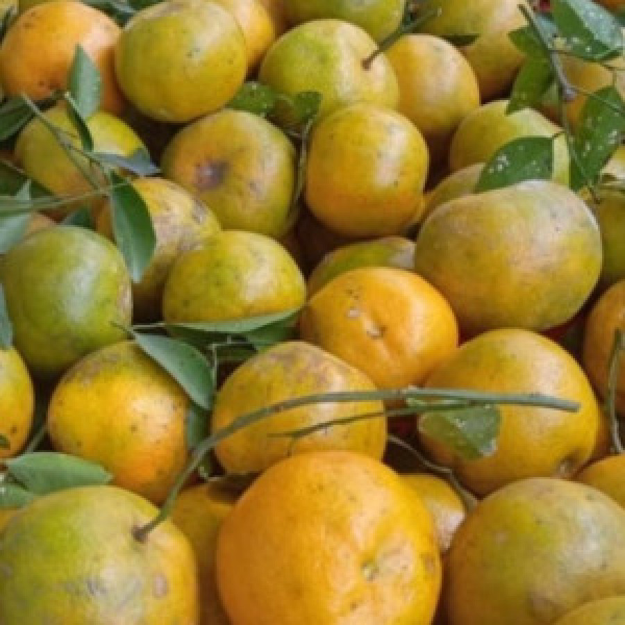 Buah Jeruk