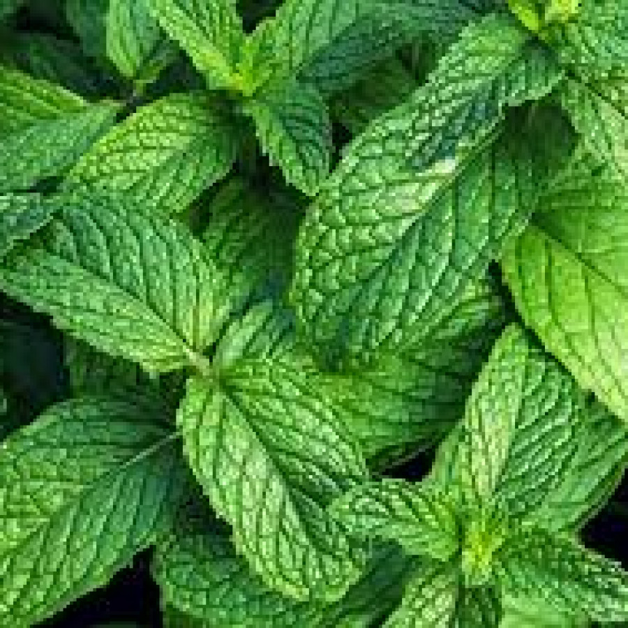 daun mint