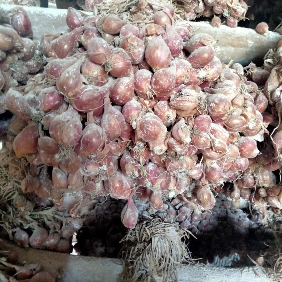 Bawang Merah VAR. Tajuk - detail