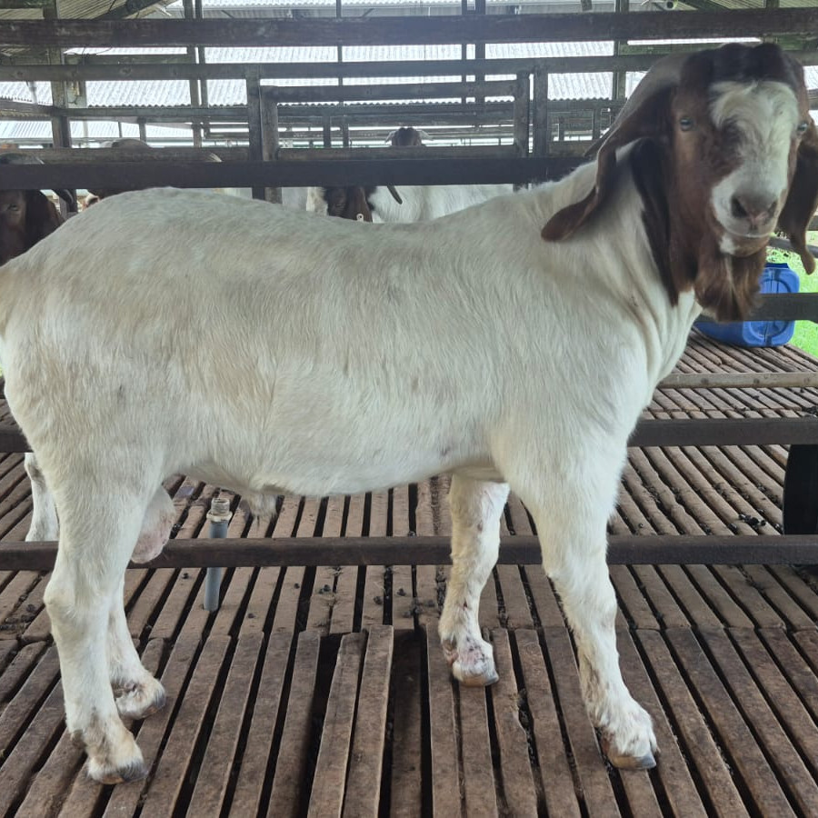 Boer Fullblood Ear Tag KB 1178 (Jantan) - utama