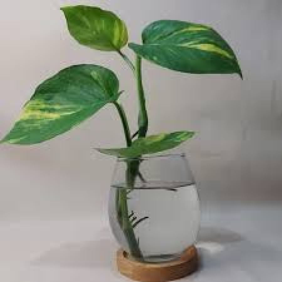 Vas Bunga Kaca Bening - depan
