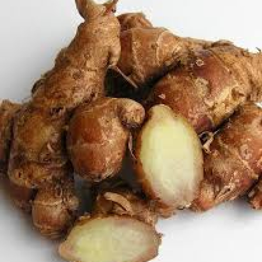 Kencur atau Cikur