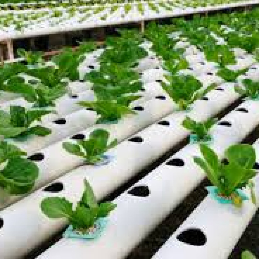 bahan baku pembudidayaan sayuran hidroponik