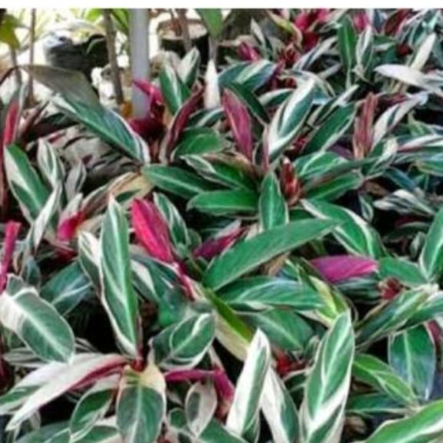 Maranta Bali