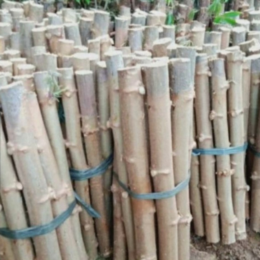 Bibit Ketela Pohon