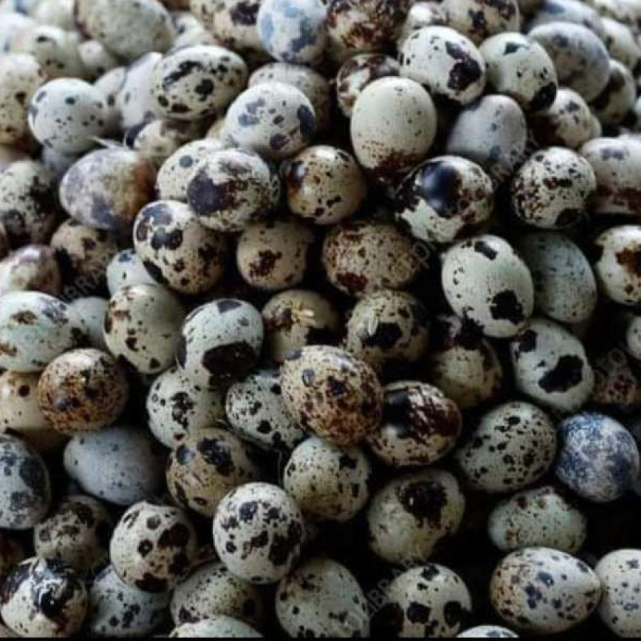 TELUR PUYUH