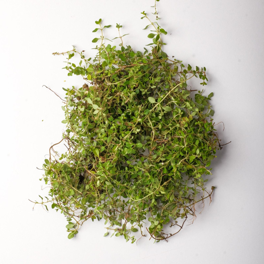 Thyme Kering Leaves Timi Tymes Jays dried bumbu Rempah Dapur - utama