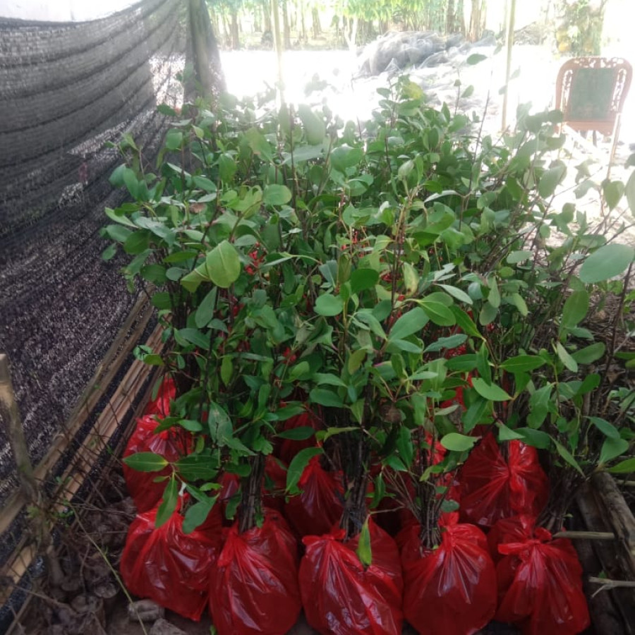 Bibit Mangrove Sonneratia - depan