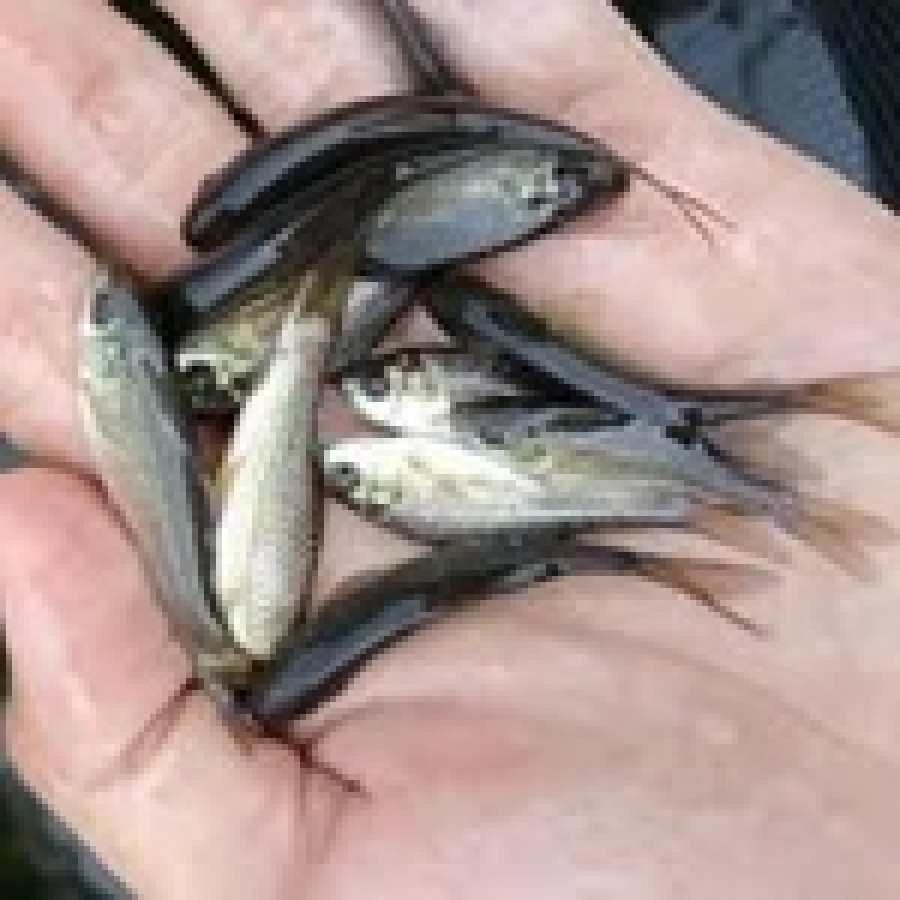 Benih Ikan Nilem 3-5 cm