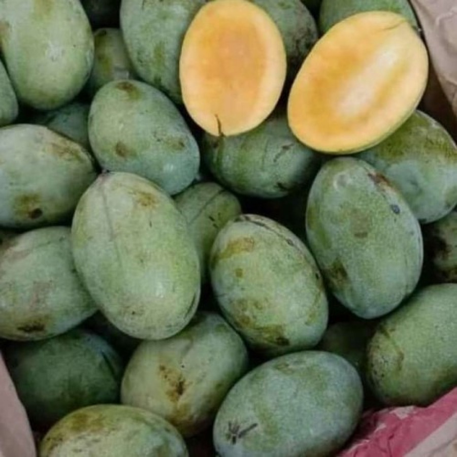 Mangga Alpukat - depan
