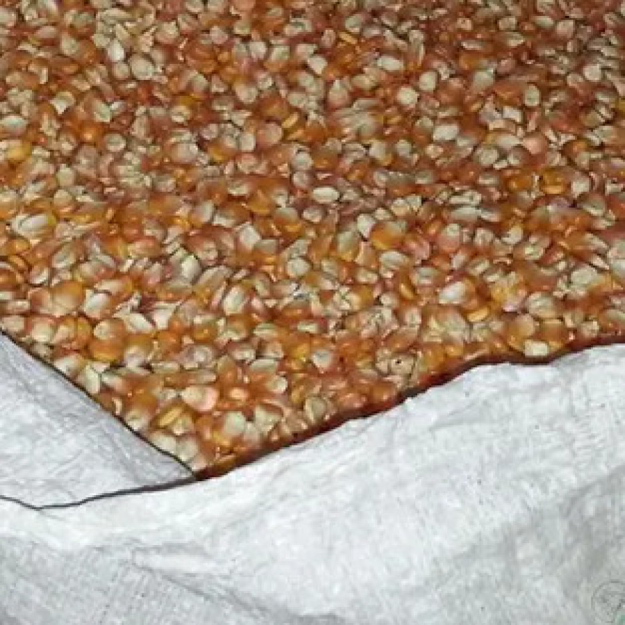 JAGUNG PIPIL