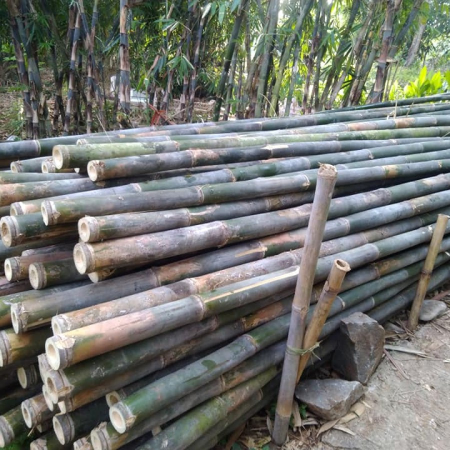 Bambu petung