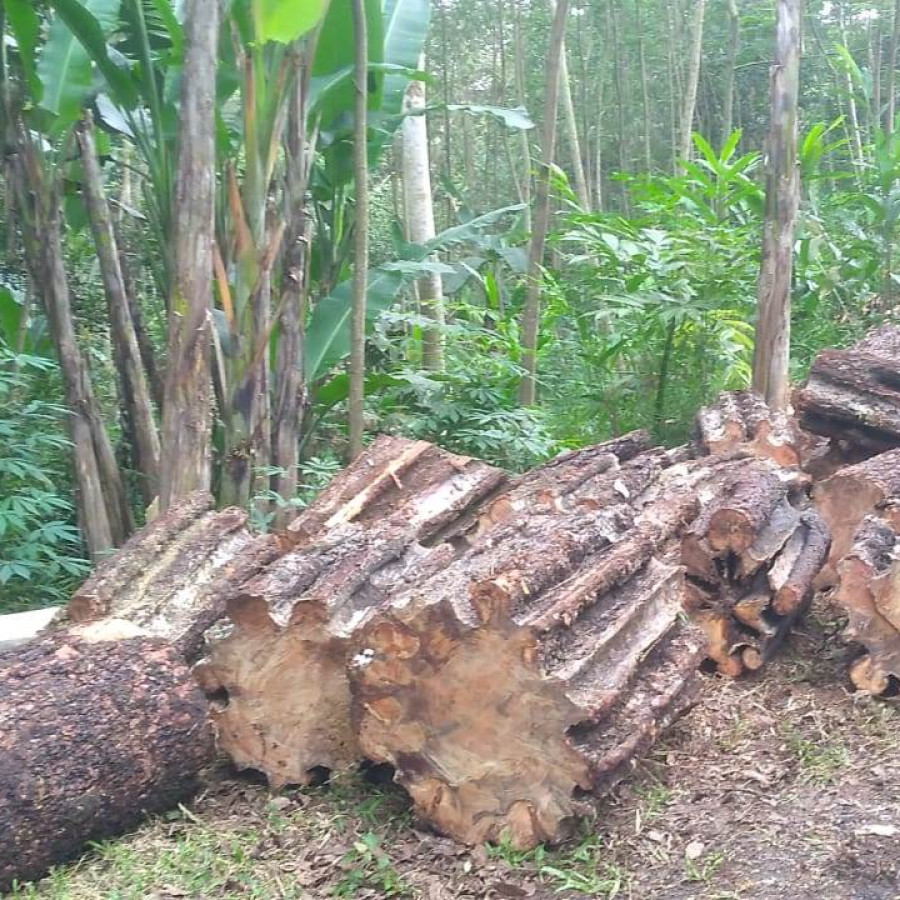 Kayu Bakar