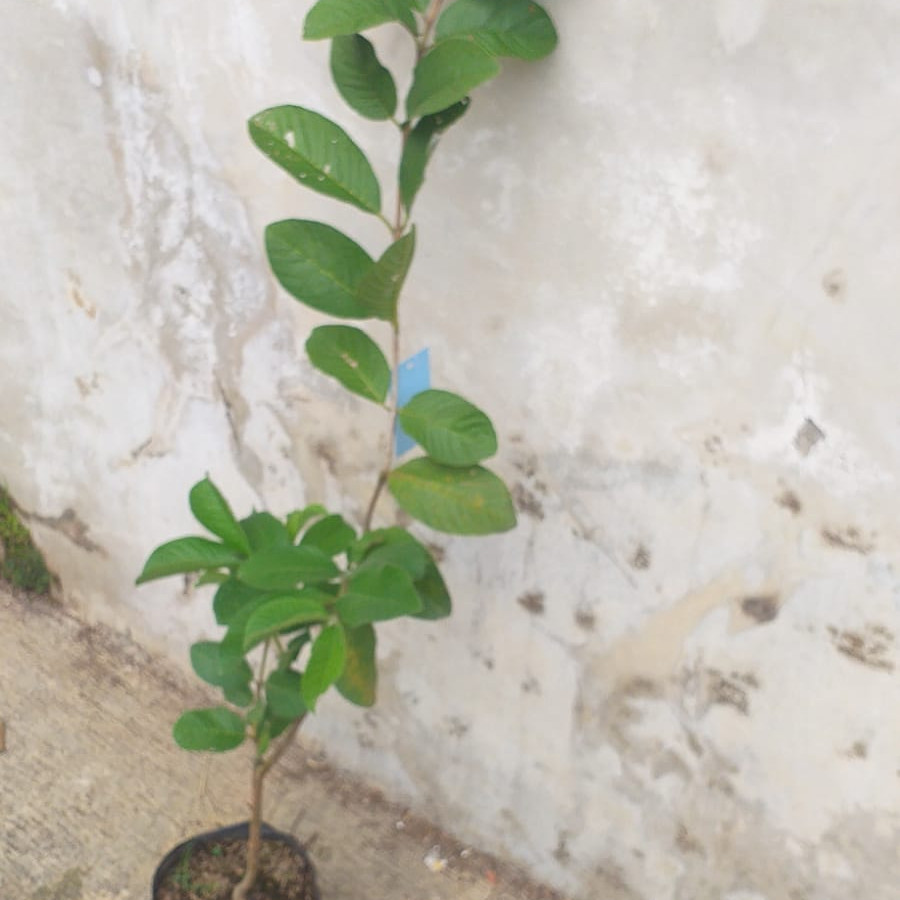 Bibit Jambu Kristal - depan