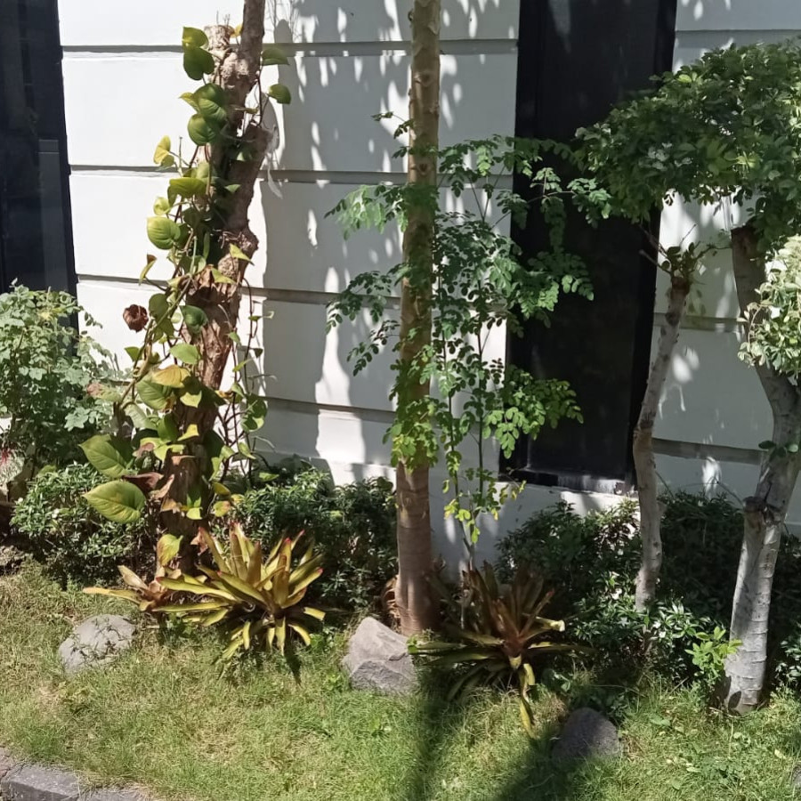 Pemeliharaan Taman Depan - utama