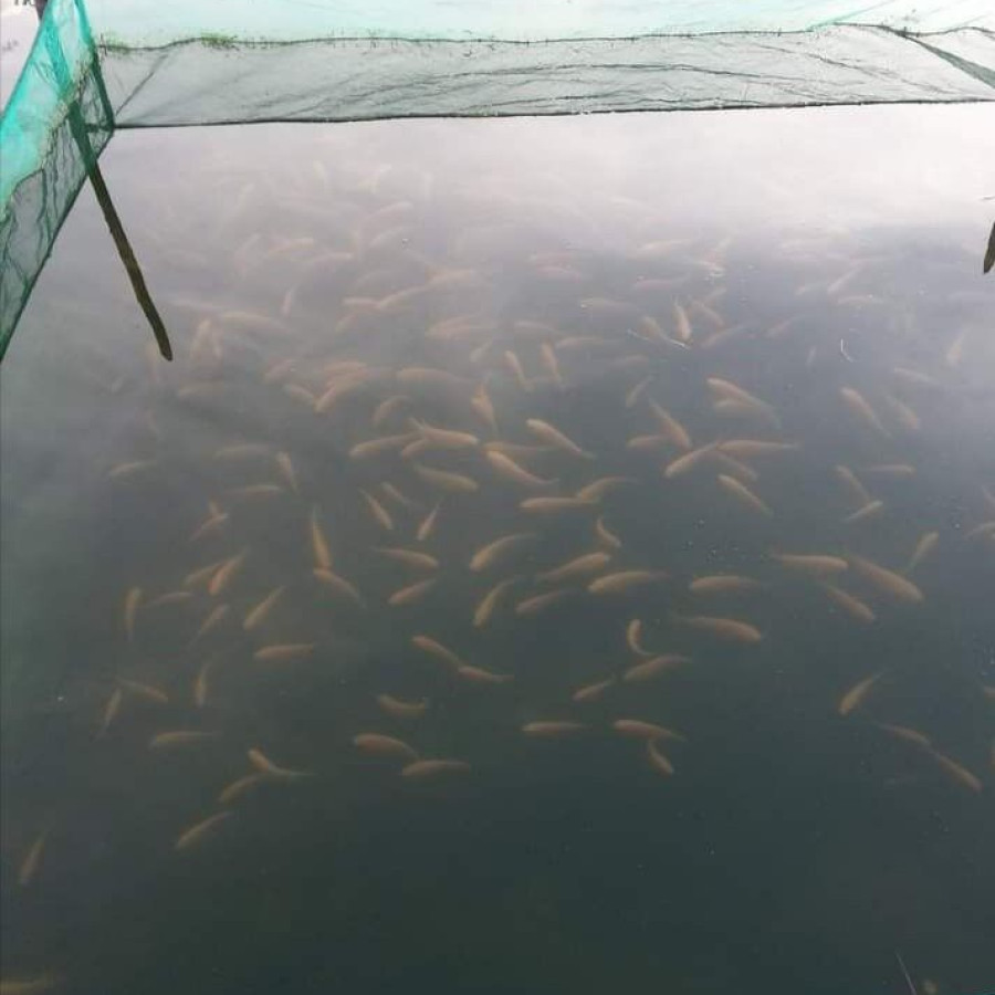 Hapa/ Waring Jaring Keramba Untuk Ikan / burayak