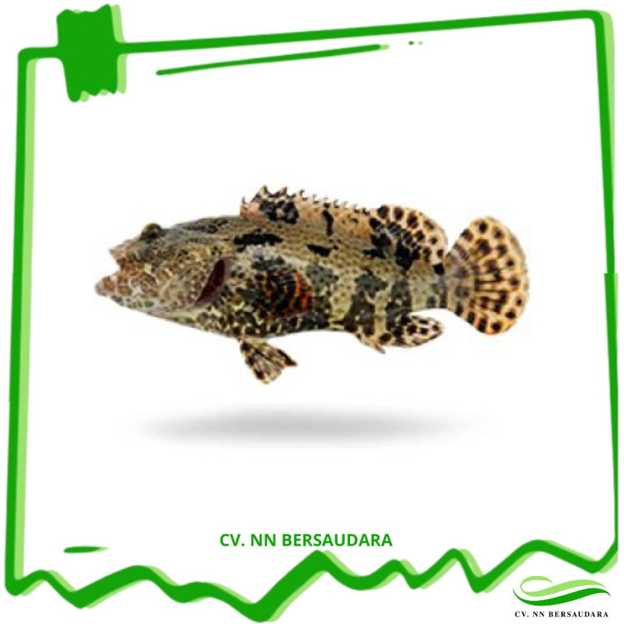 Benih ikan Kerapu Macan