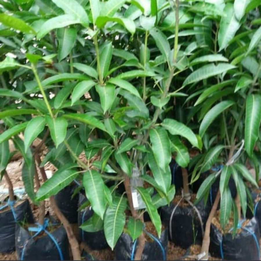Mangga Arumanis - samping