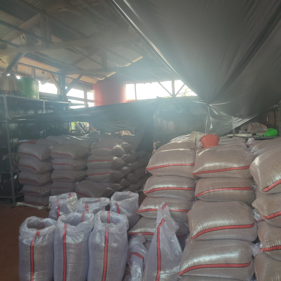 Beras Sorghum Putih  Curah - detail