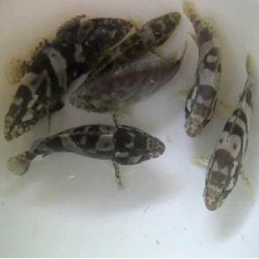 Bibit Ikan Kerapu - utama