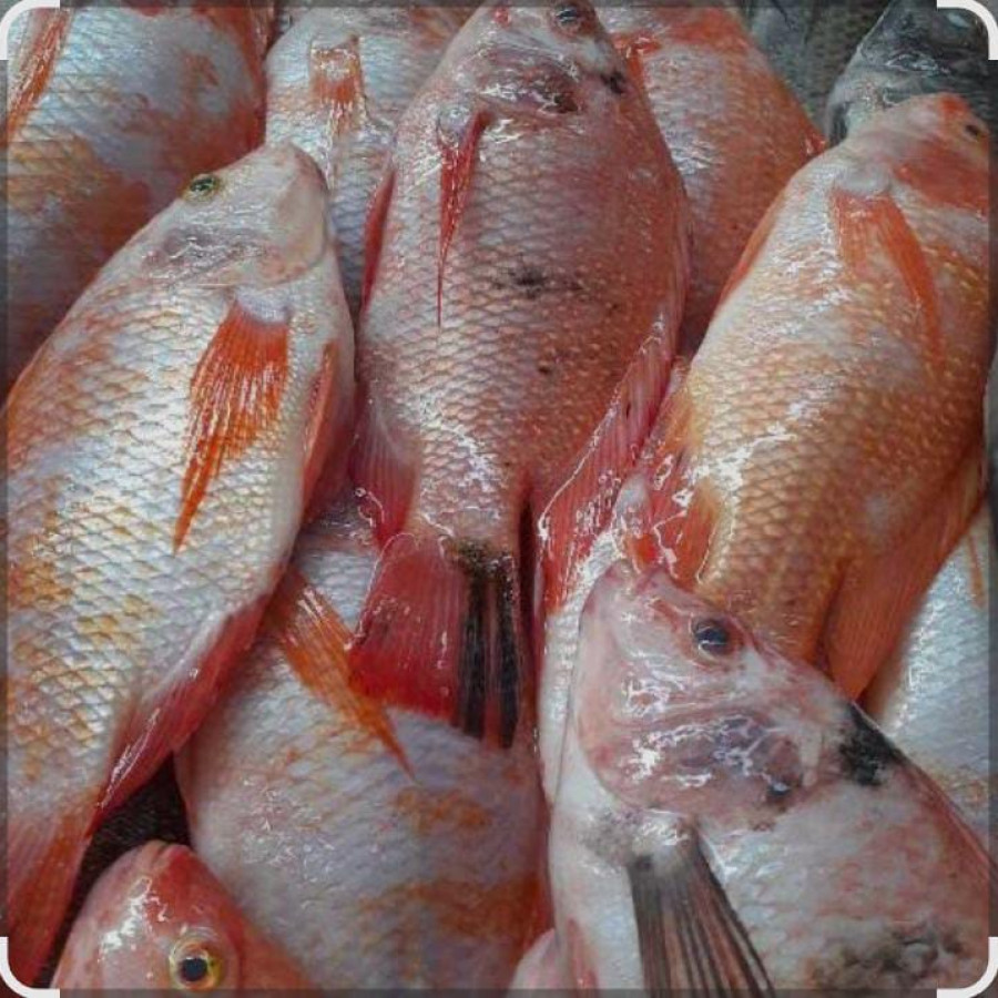 Nila merah segar - detail