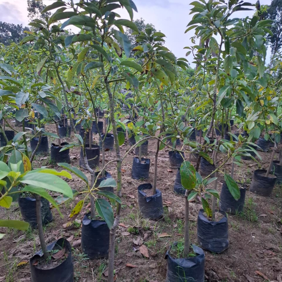 BIBIT ALPOKAT VEGETATIF (SAMBUNG PUCUK)