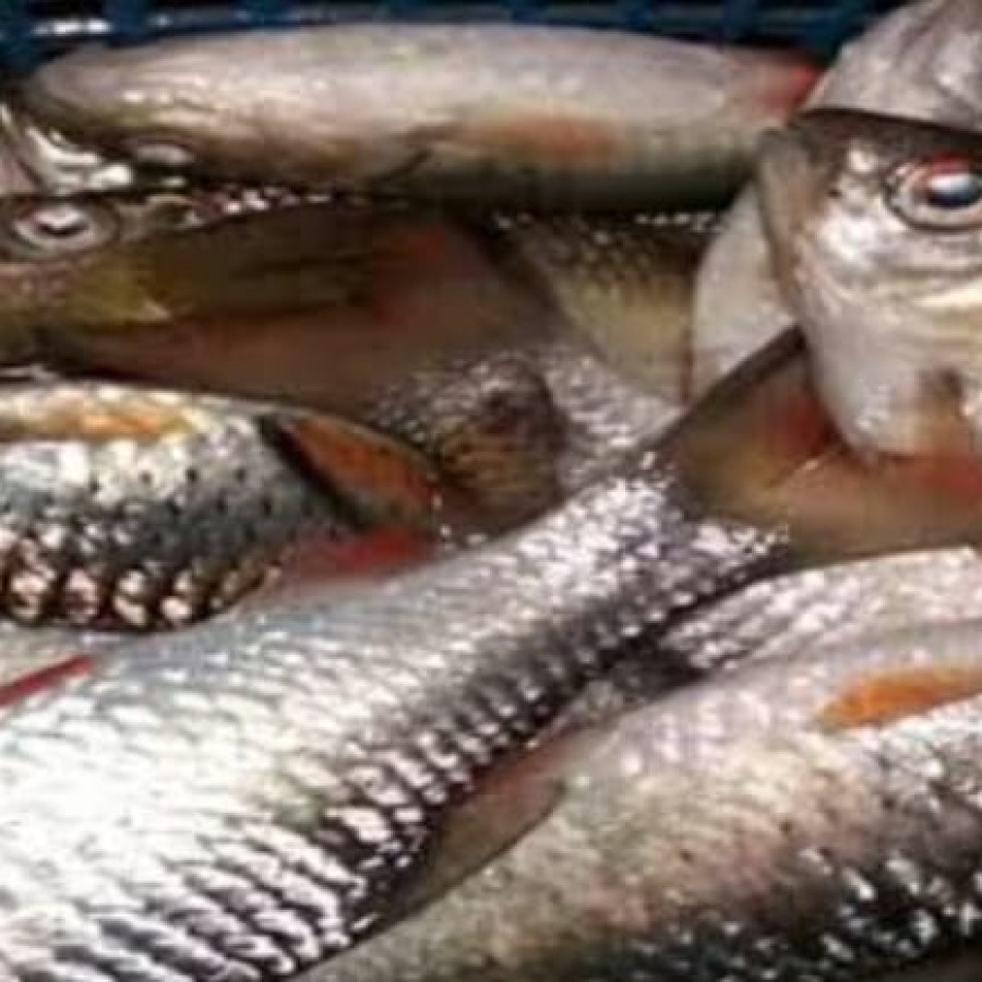 BENIH IKAN LOKAL MURAGANTING