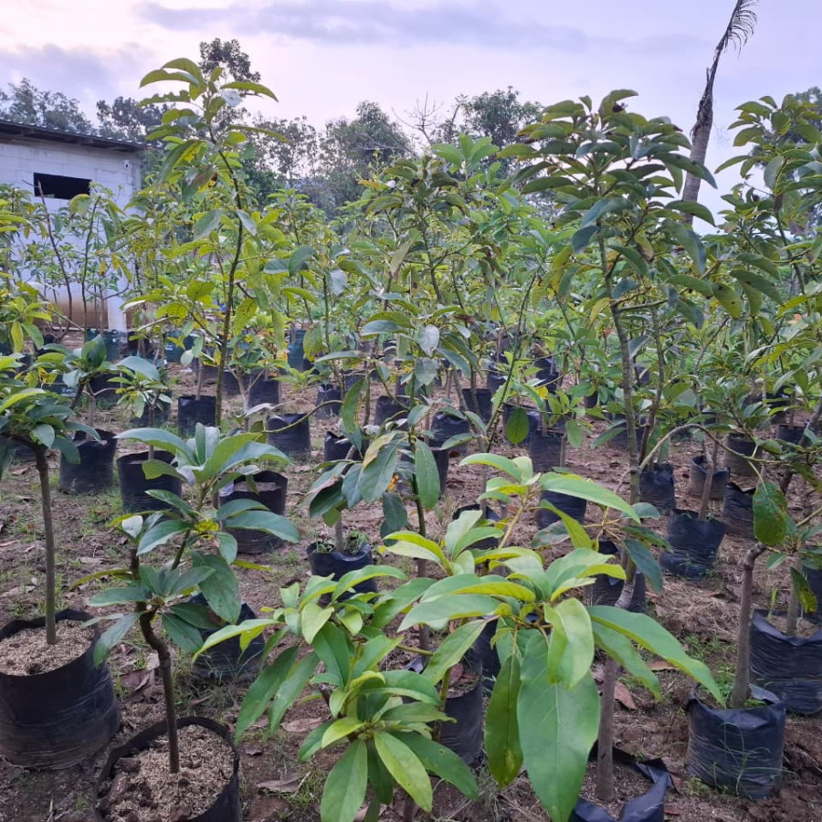 BIBIT ALPOKAT VEGETATIF (SAMBUNG PUCUK) - depan