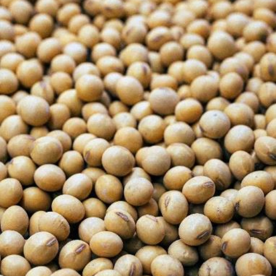 Kacang Kedelai 1 Ons