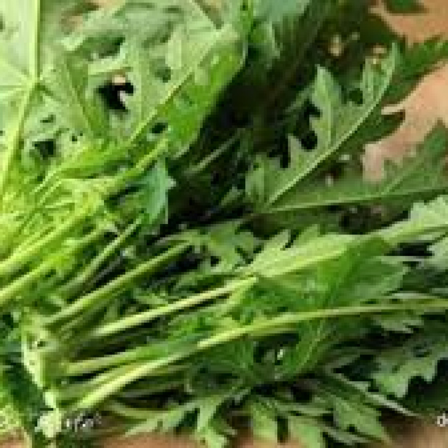 Daun Pepaya
