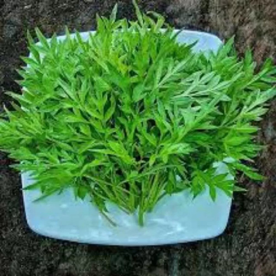KENIKIR SEGAR