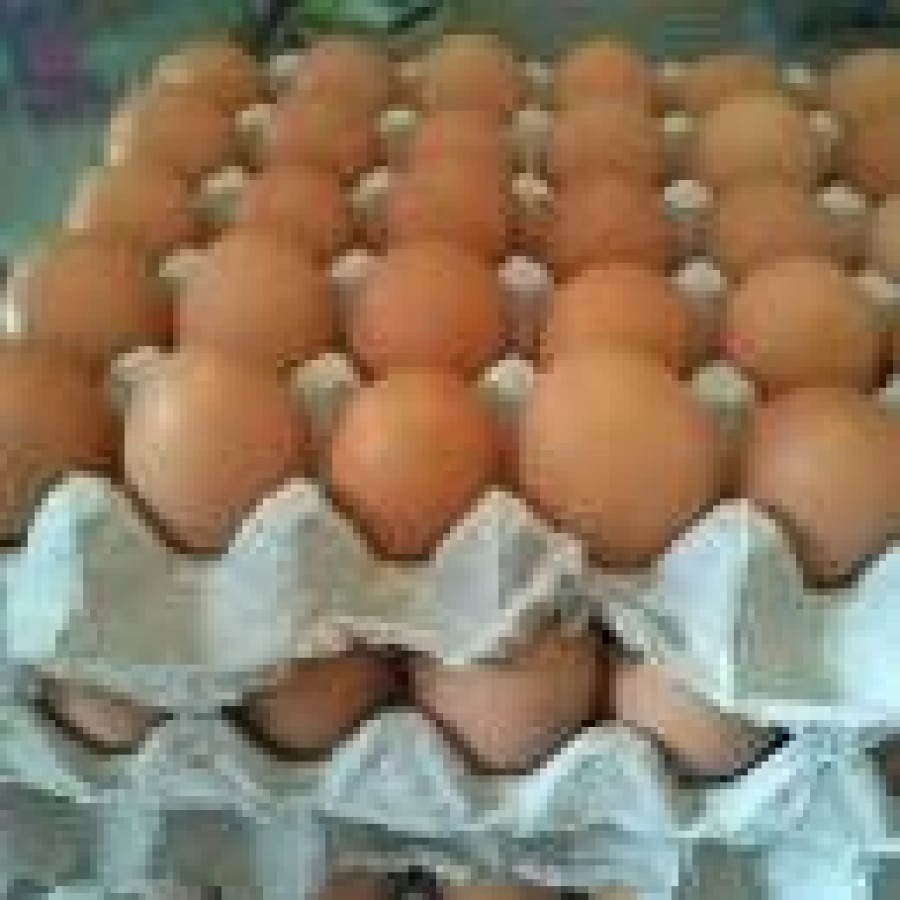 Telur Ayam Dalam Negeri - samping
