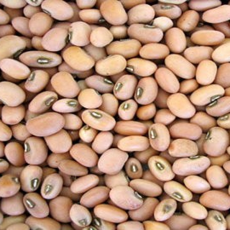 Kacang Tunggak