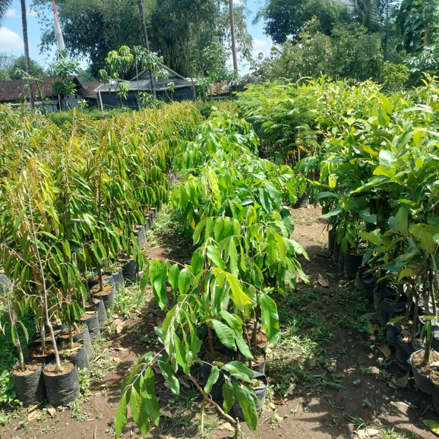 Bibit Kelengkeng Kateki - samping