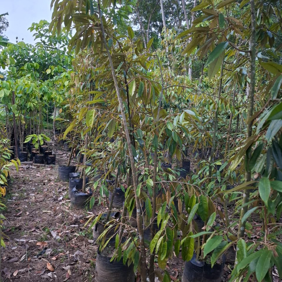 BIBIT DURIAN MUSANGKING - utama
