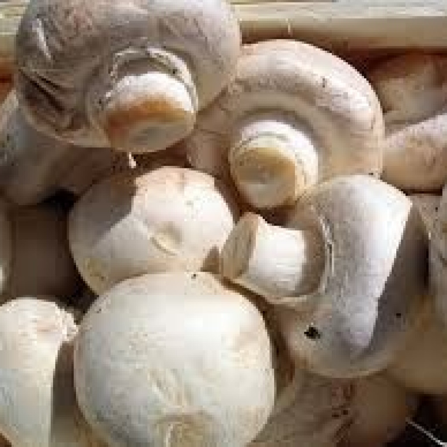 Jamur Kancing