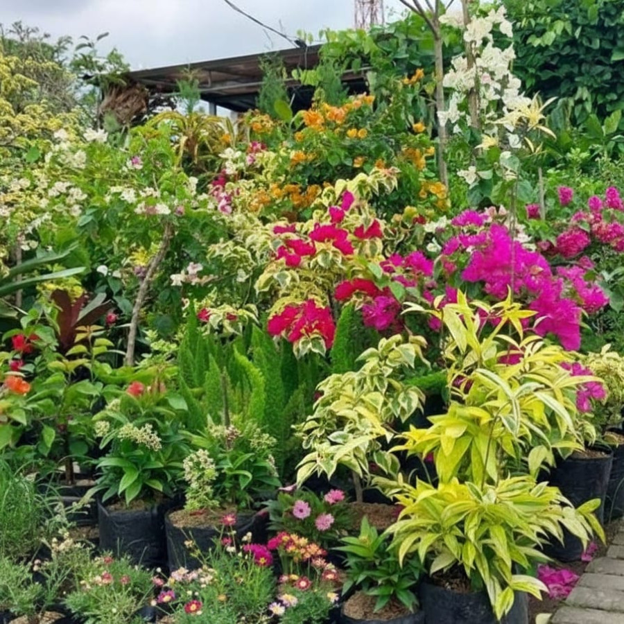 Paket Pemeliharaan Taman dan Tanaman Paket C