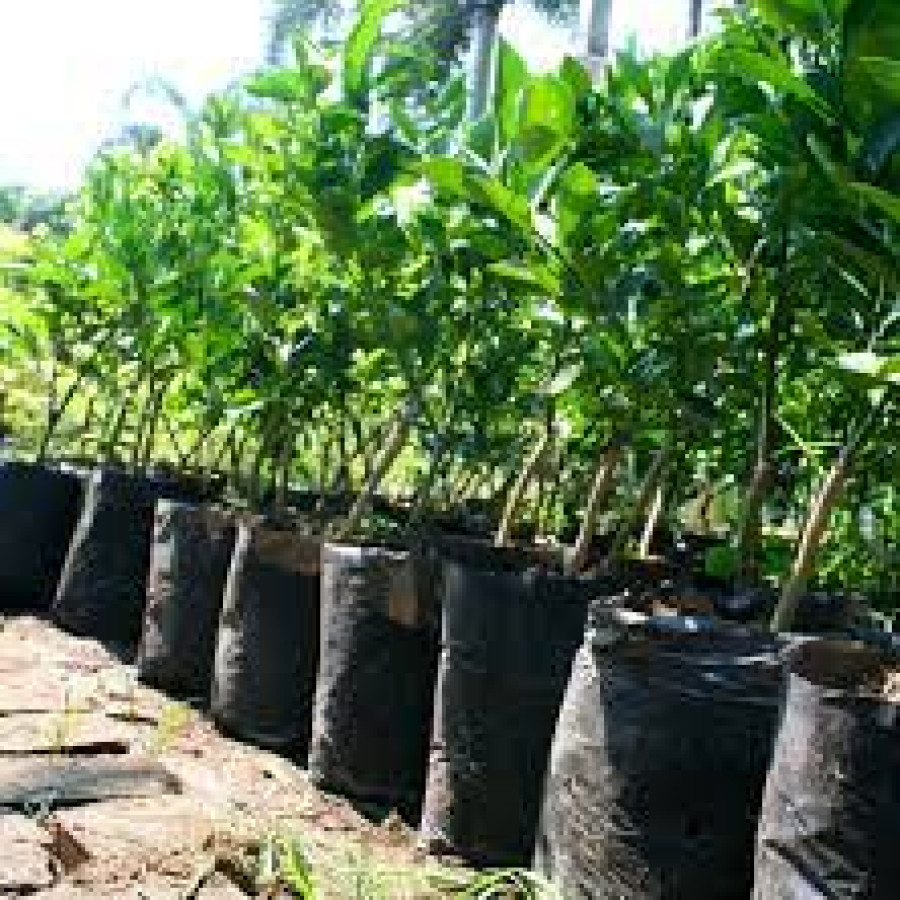 bibit tanaman jeruk - utama