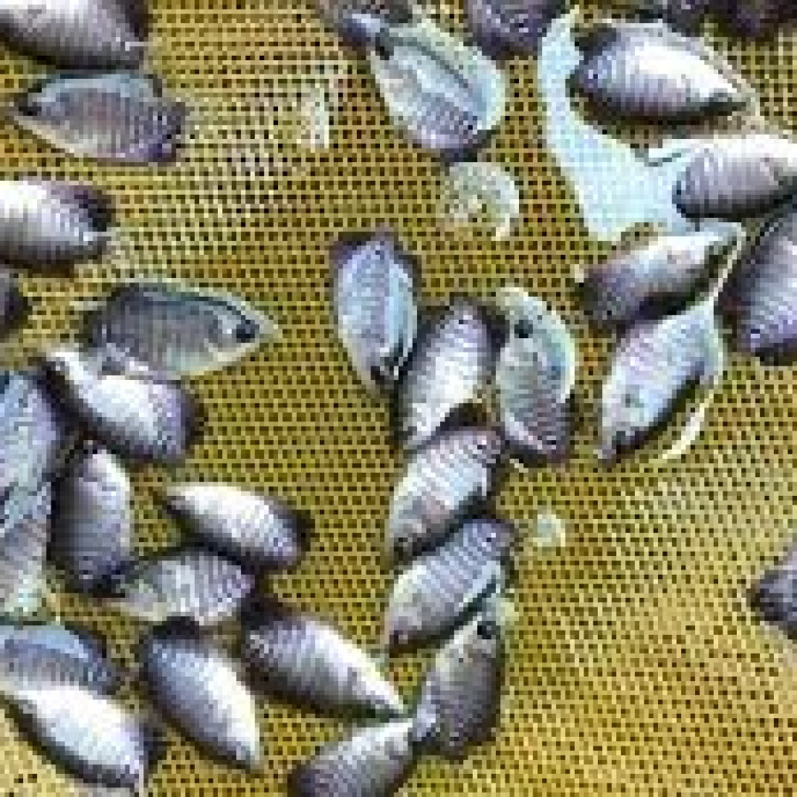 Bibit Ikan Gurame 2-3 cm