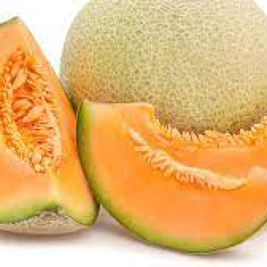 MELON SEGAR