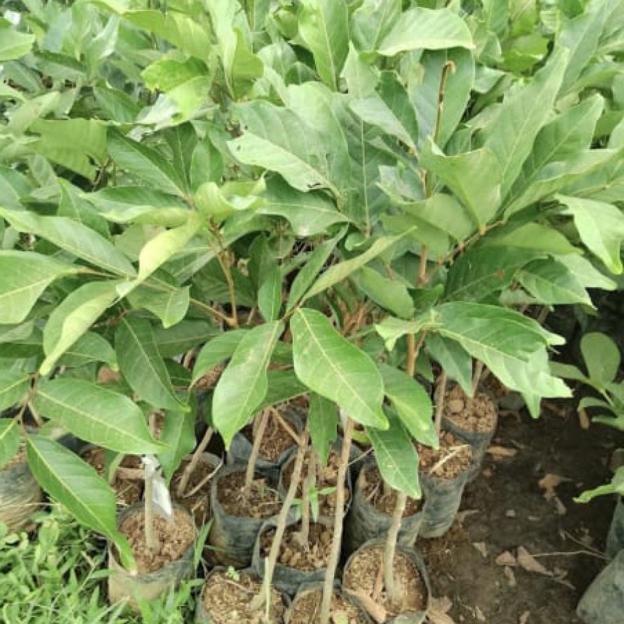 BIBIT RAMBUTAN RAPIAH