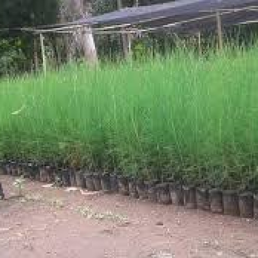 BIBIT CEMARA LAUT