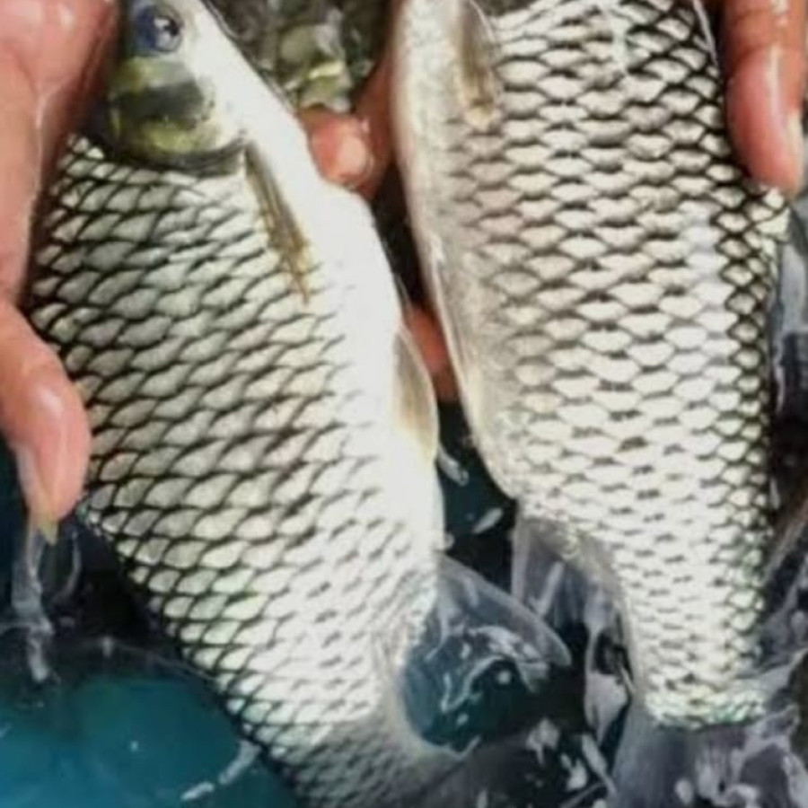 Benih Ikan Tawes