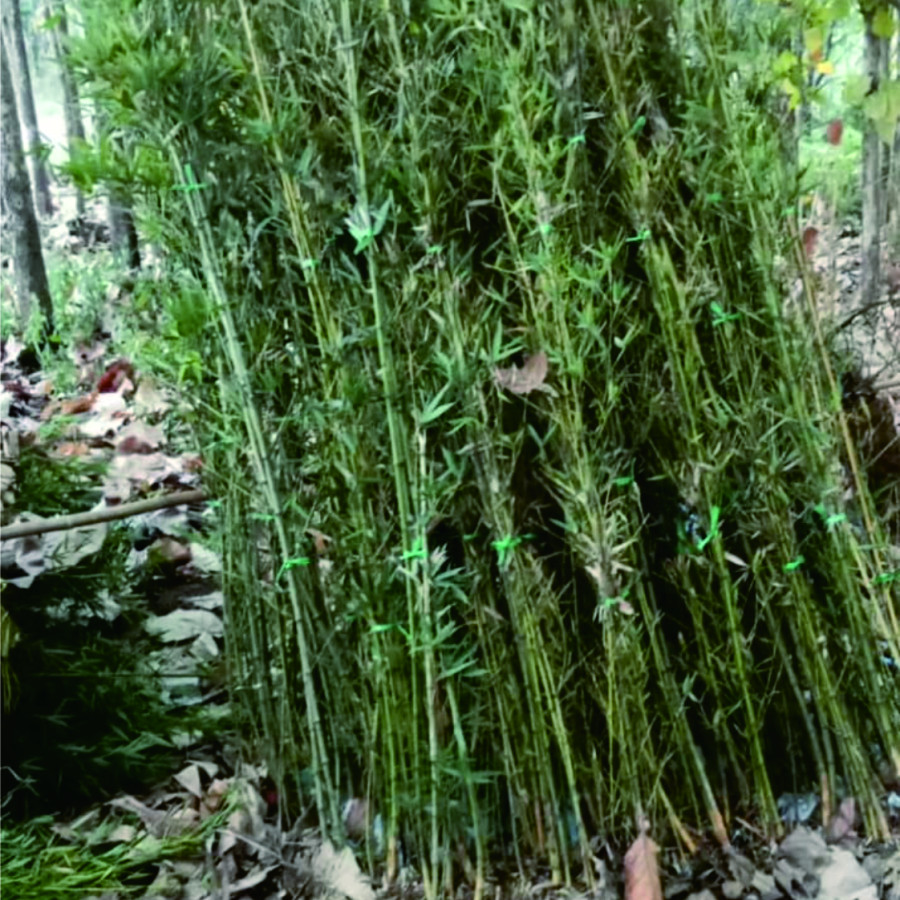 Bibit Bambu - samping