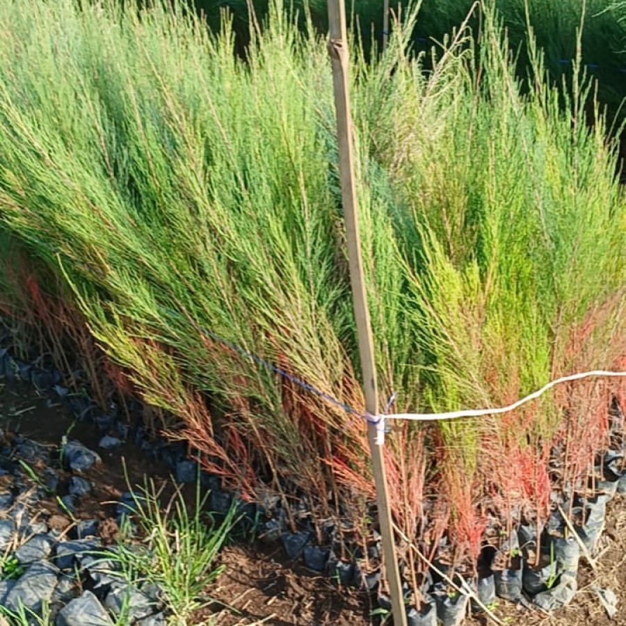 bibit cemara gunung - depan