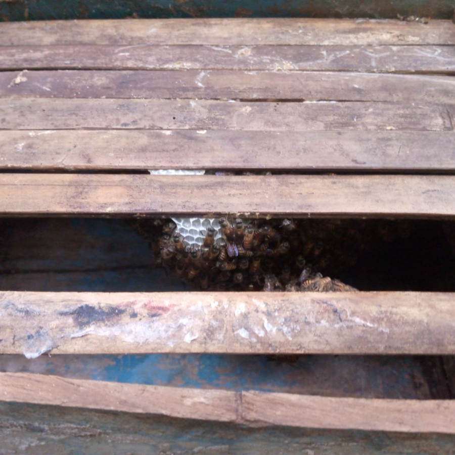 SETUP LEBAH MADU APIS CERANA - samping