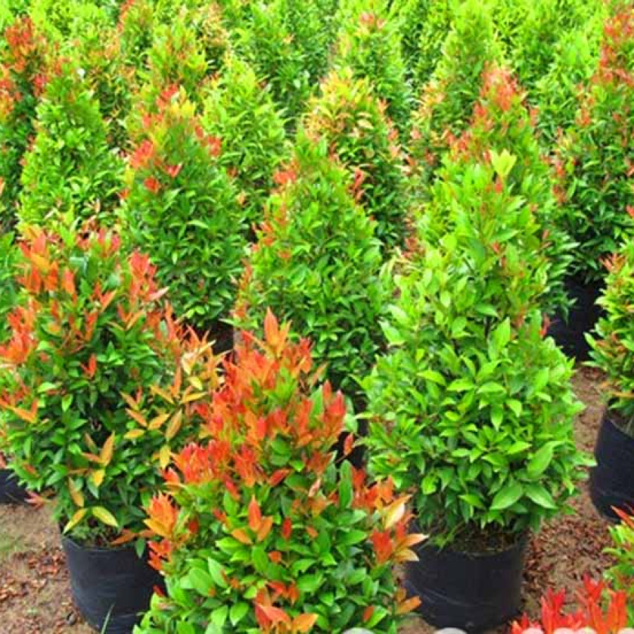 pucuk merah 200 cm